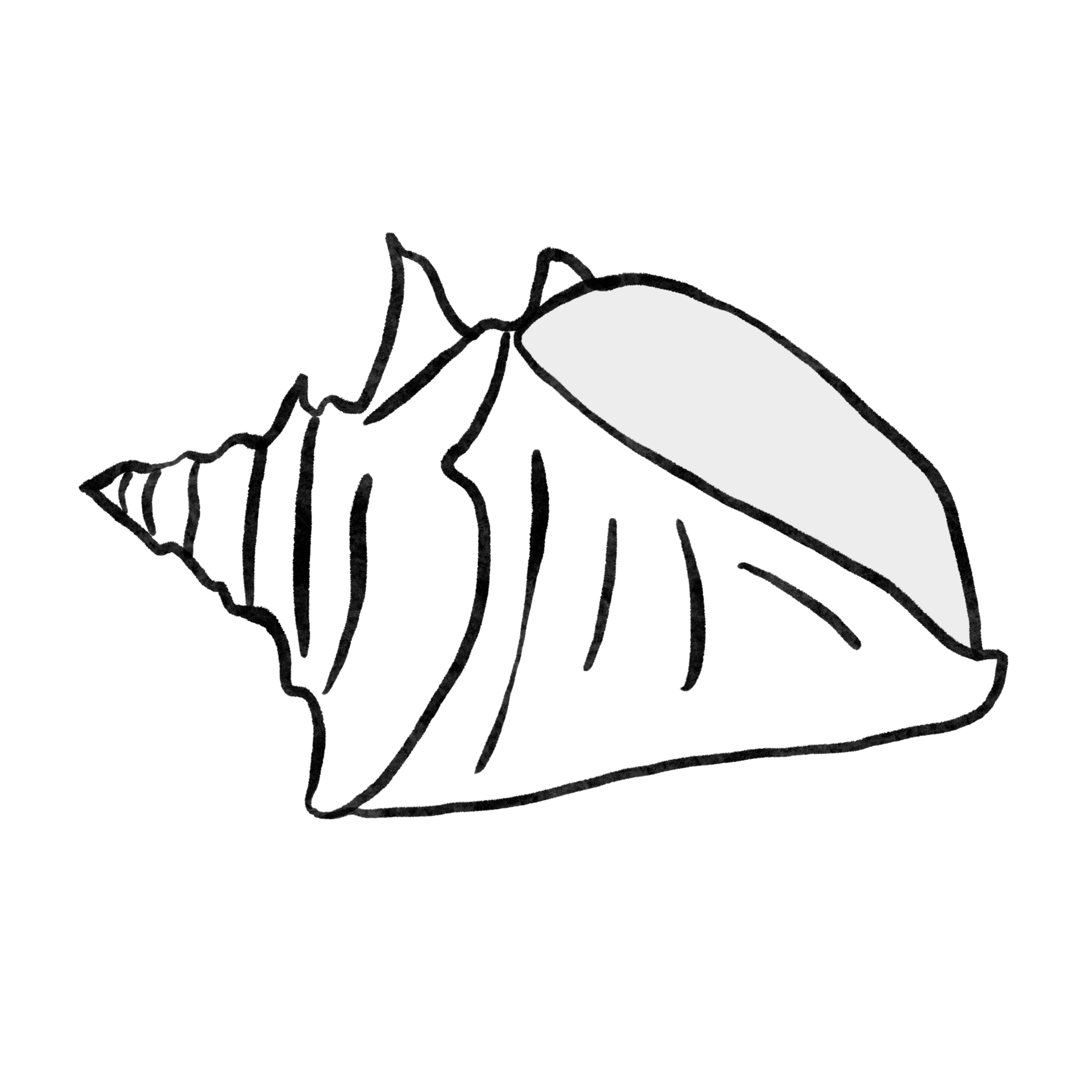 a drawing of a conch shell